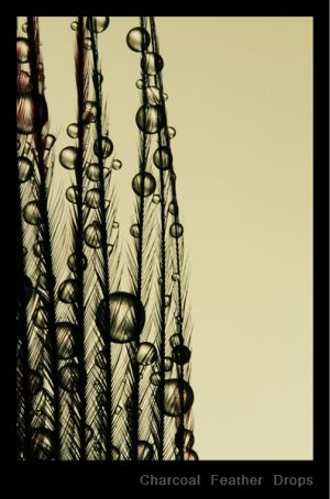 Charcoal Feather Drops.jpg
